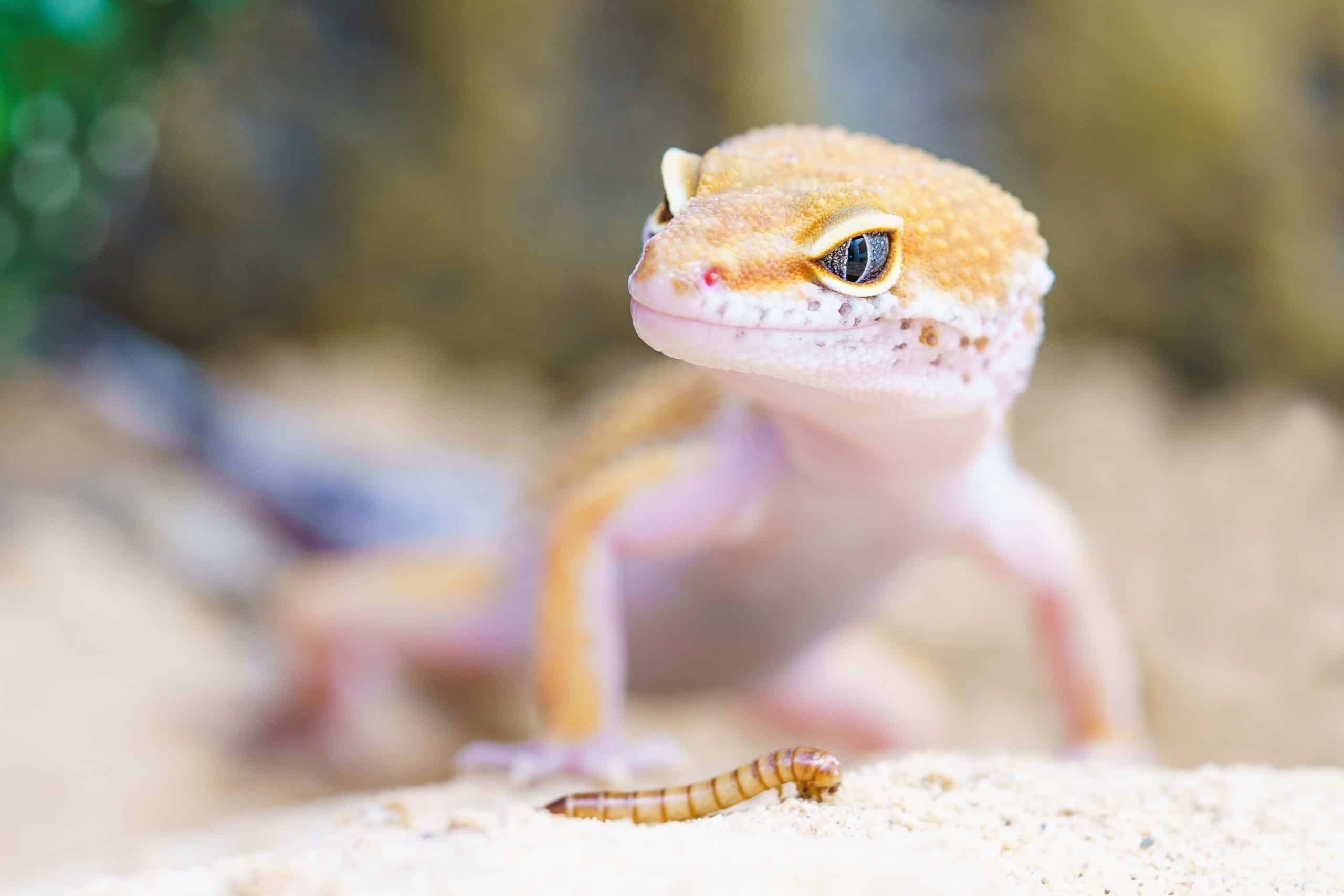 Skal dit barn holde insekter eller små krybdyr i hjemmet?
